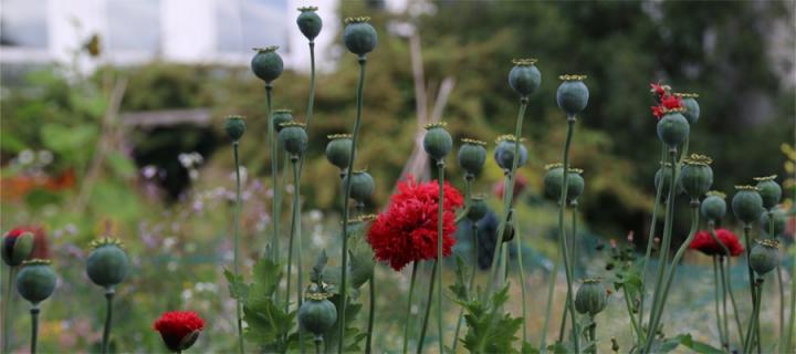 Ragged poppies at the Kings Buildings