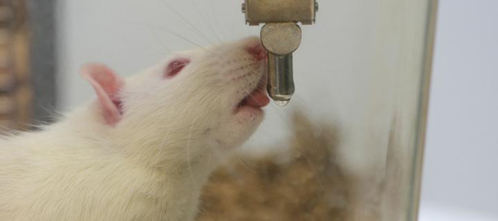 A rat drinking water.