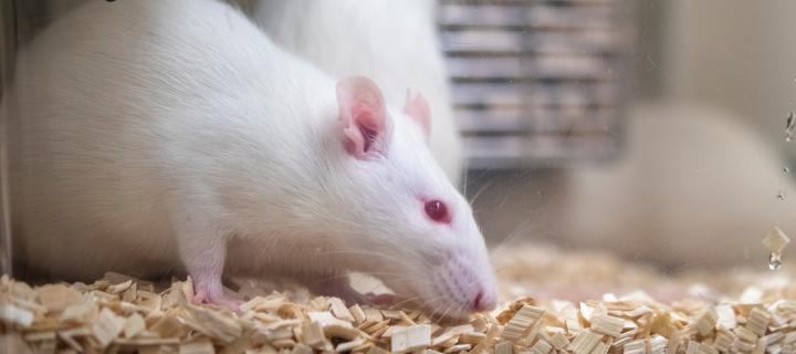 Photograph of a laboratory rat