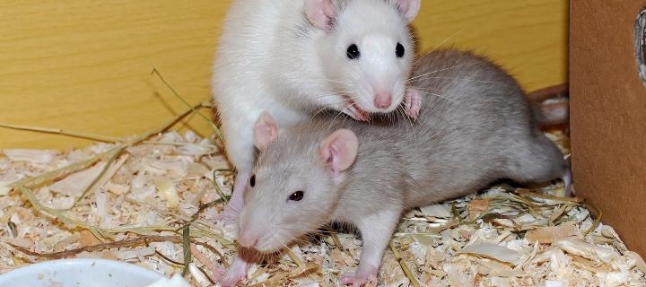 Rats engaging in social play