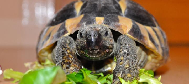 Tortoise eating leaves