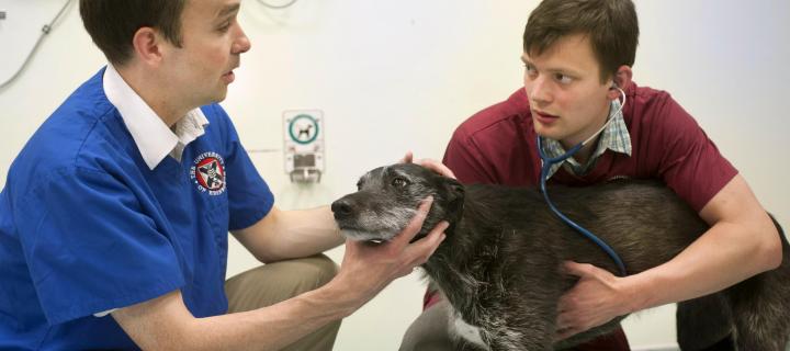 A vet examines a dog with a student vet