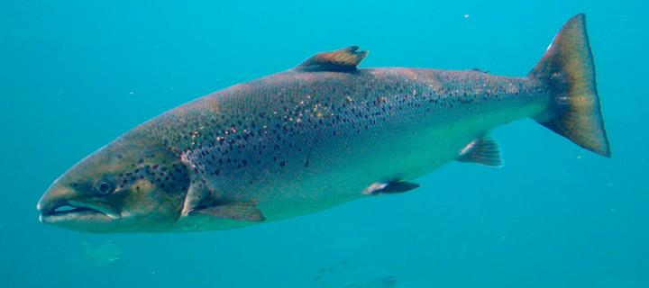 A salmon underwater.