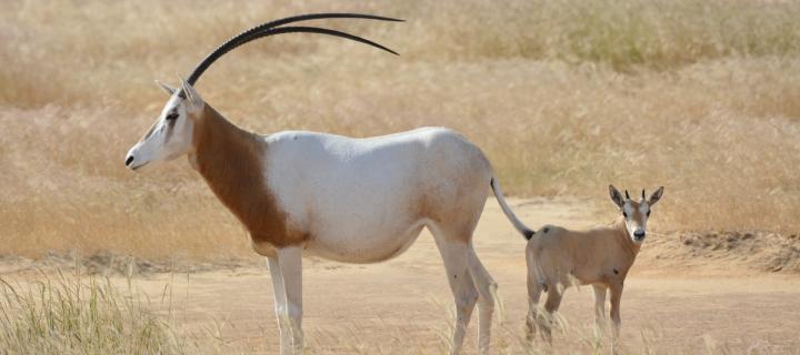 Scimitar-horned oryx (Oryx dammah) and calf in desert grasslands in Ouadi Rimé-Ouadi Achim nature reserve in Chad.