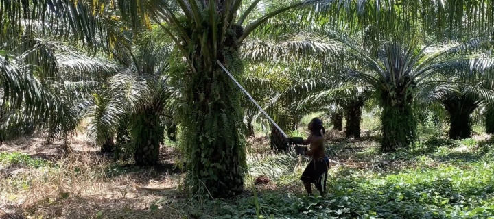 Screenshot from video Palm Oil Production - plantation experiences from Fiona Borthwick 