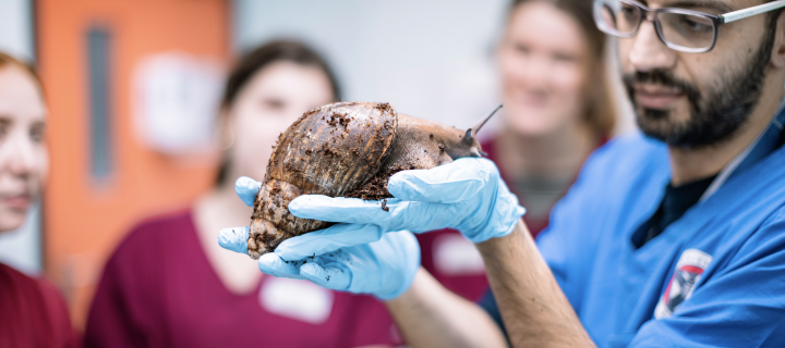 vet inspecting a massive snail