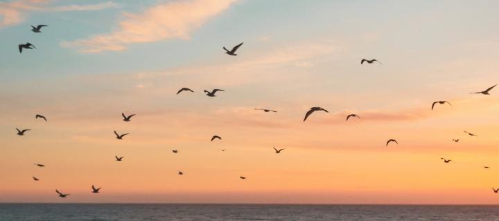 Swabirds in sunset