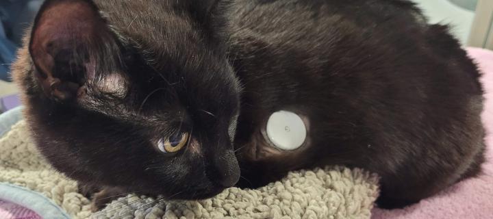 Black cat fitted with a glucose monitor