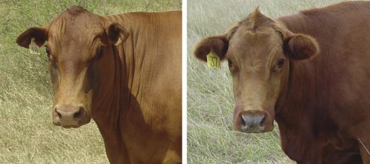 Two cows. The one on the left is less hairy because it contains the slick gene.