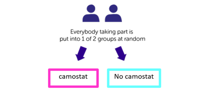 Graphic showing two people being sorted into trial groups, with and without Camostat.