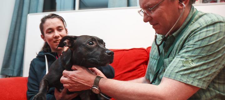 University vet treating dog in homeless hostel