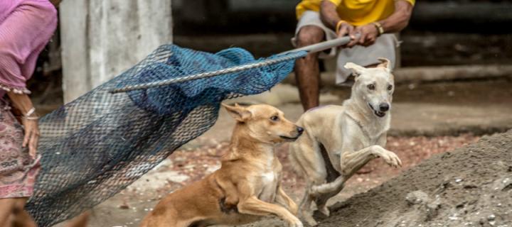 Catching street dogs for Mission Rabies vaccine study