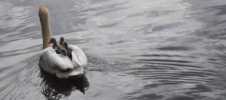 Photograph of a swan on the water at Inverleith Park, with her signets sitting on her back. 
