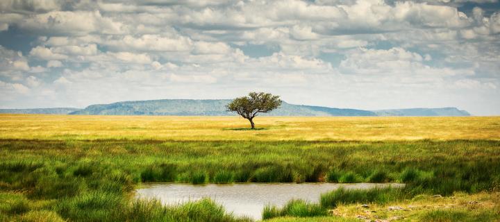 a single tree in the national park of Serengeti Tanzania