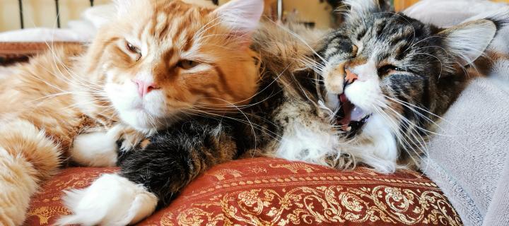 Two Maine coon cats relaxing together