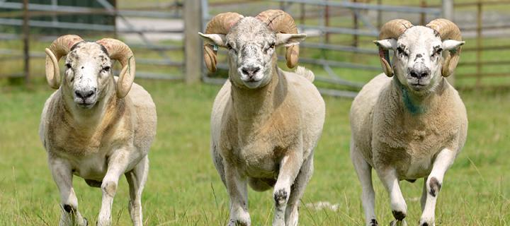 Three examples of the Texel x Scottish Blackface sheep used in the sheep gene expression atlas project