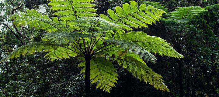 Tree fern in forest