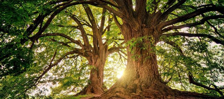 Photograph of two tall trees in a wood, behind one of the trees you can see sunlight