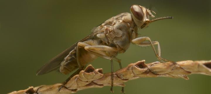 A tsetse fly perched on a twig