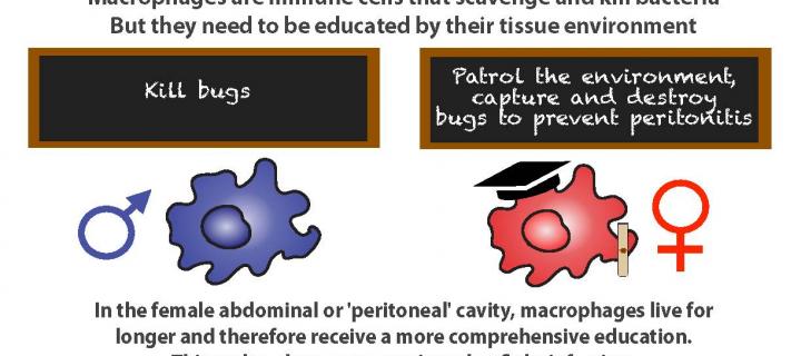 Cartoon: Macrophage in females receives more detailed education than in males, showing a blackboard and education certificate.