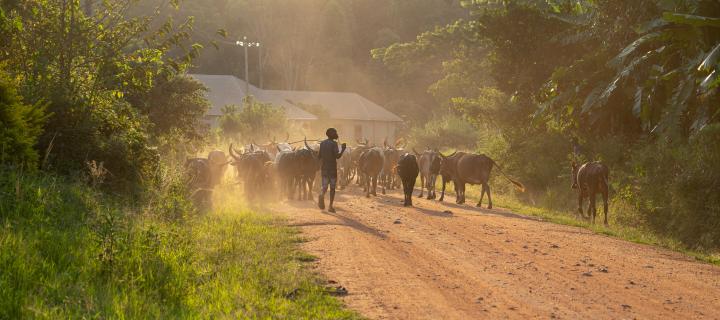 Man with cattle on an unpaved road surrounded by trees.