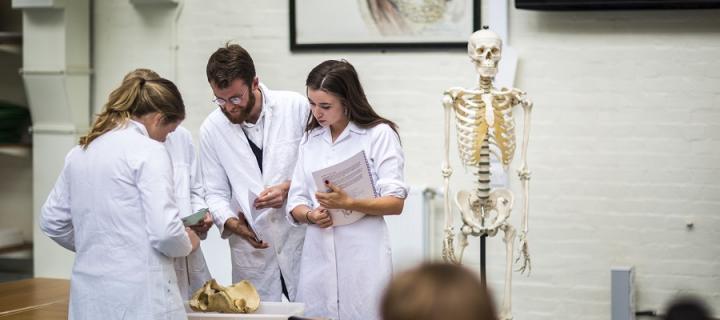 Anatomy students examine bones