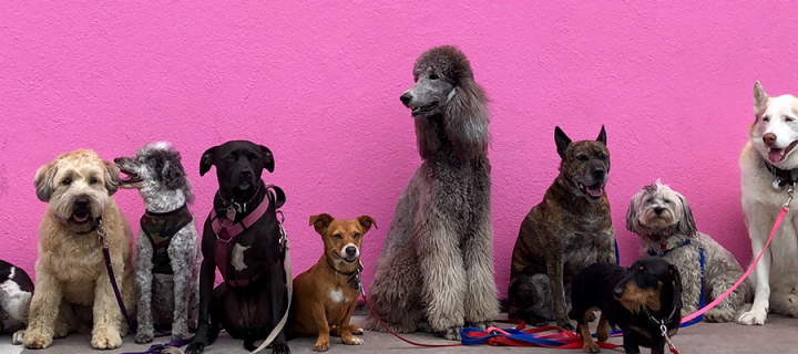 various dogs in front of a pink wall