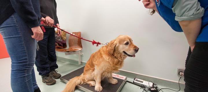vet weighing dog on scales