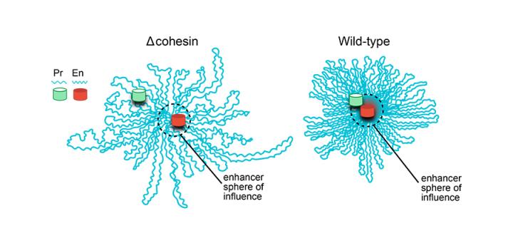 Cohesin enhancer action:  W.Bickmore