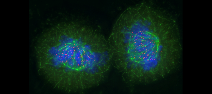 Electron microscope image of cells in blue and green