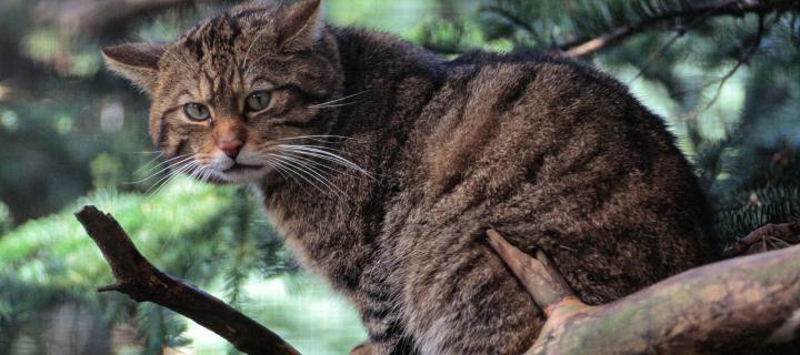 Scottish wildcat looks directly at the camera as it sits in a tree at the RZSS Highland Wildlife park