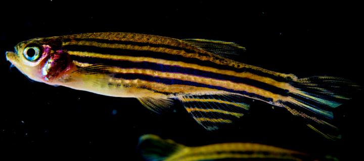 Photograph of a zebrafish