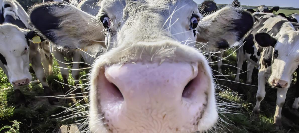 Cow's nose
