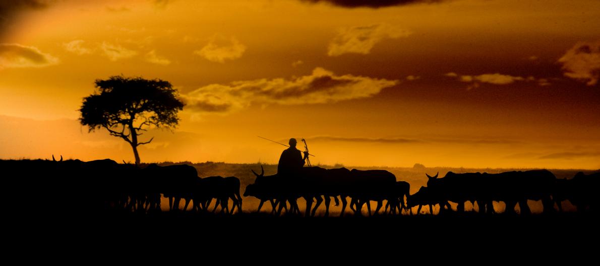 A Maasai farmer with his herd of cattle, Kenya