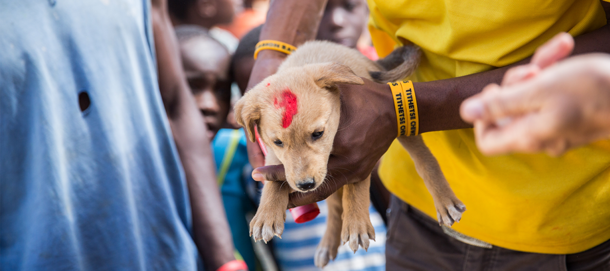 A puppy is vaccinated at static point vaccination clinic in Blantyre, Malawi