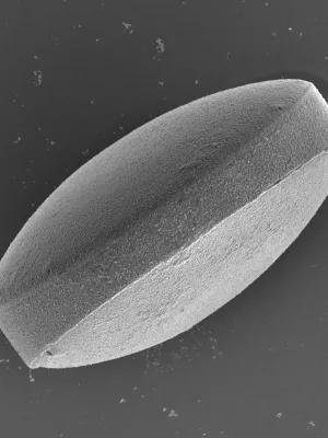 Microscopy image of a drug-loaded algae-based microbot with a pill-tablet shape, about 80 micrometres in diameter – similar to a single strand of human hair