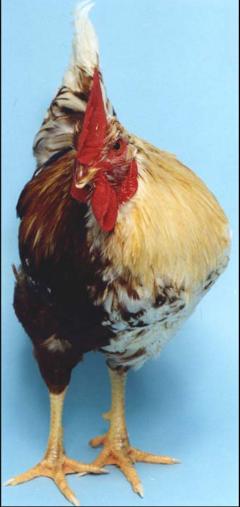 Image of a chicken that is male on one side of the body and female on the other