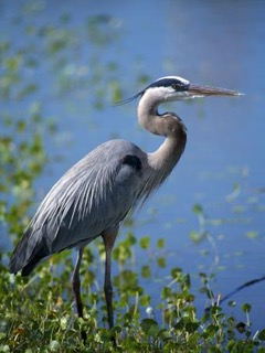 Photograph of a heron on a riverbank, behind the heron is the blue water of the river. 