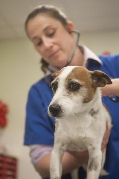 Jack Russell with vet