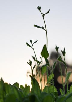 Arabidopsis grown outside