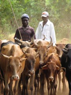 Cattle Africa