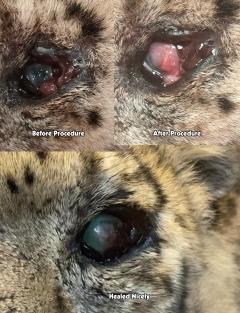 close up of snowleopards eye before and after treatment for a corneal ulcer