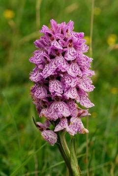 A wild growing Dactylorhiza orchid hybrid, which are one of the most prolifically hybridising plant groups in the British flora