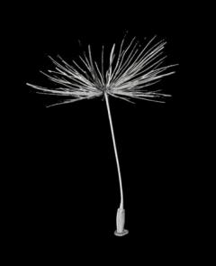 Micro CT scan of a dandelion fruit