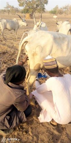 Livestock Extension Officers in Nigeria use a diagnostic test called CMT to detect mastitis in cws