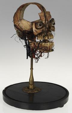 Dissected skull, Maison Tramond model