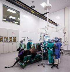 Horse in surgery