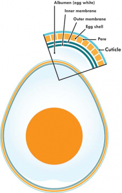 Egg diagram