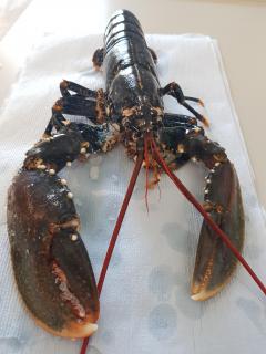 Colin, the individual male European lobster sequenced by the University of Exeter, served as the basis for the project.
