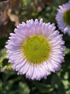 Spirals described by the Fibonacci sequence seen in the flower of a seaside daisy. Photo credit-Dr Sandy Hetherington